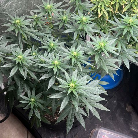 Blueberry OG growlog timeline photo