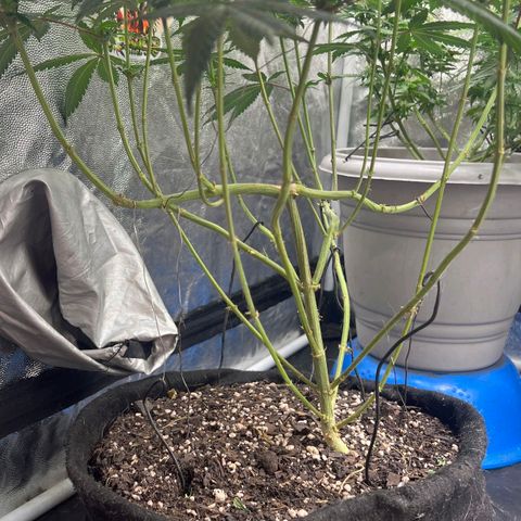 Blueberry OG growlog timeline photo