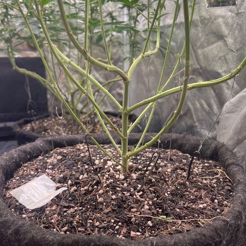 Colombiana growlog timeline photo