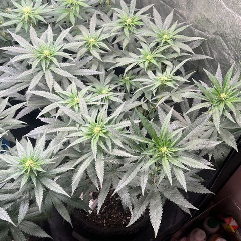 Colombiana growlog timeline photo