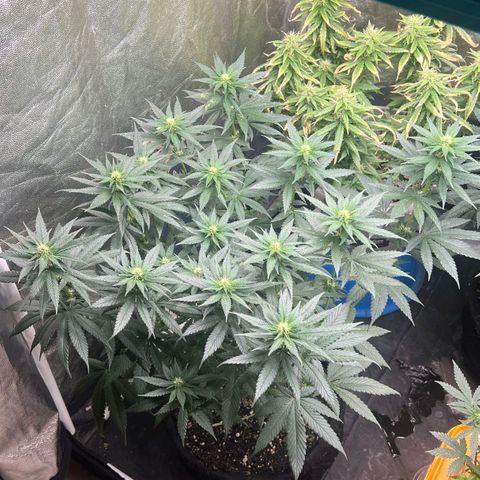 Blueberry OG growlog timeline photo