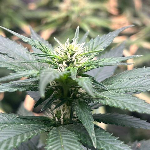 Blueberry OG growlog timeline photo