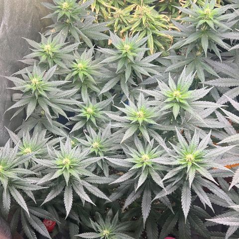 Blueberry OG growlog timeline photo