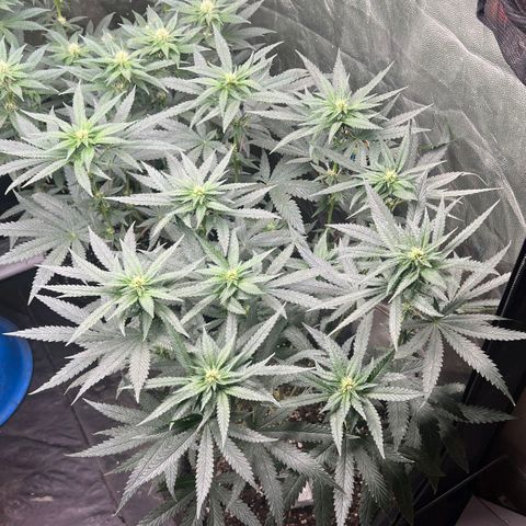 Colombiana growlog timeline photo