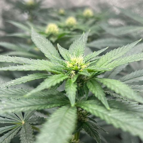 Colombiana growlog timeline photo
