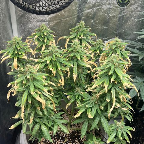 Zkittlez auto #2 growlog timeline photo