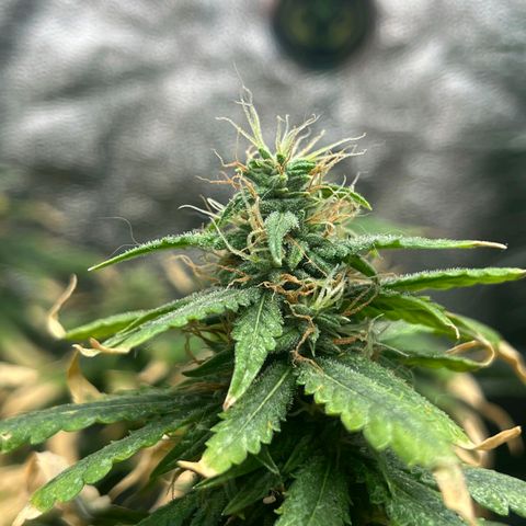 Zkittlez auto #2 growlog timeline photo
