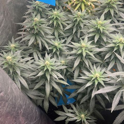 Blueberry OG growlog timeline photo