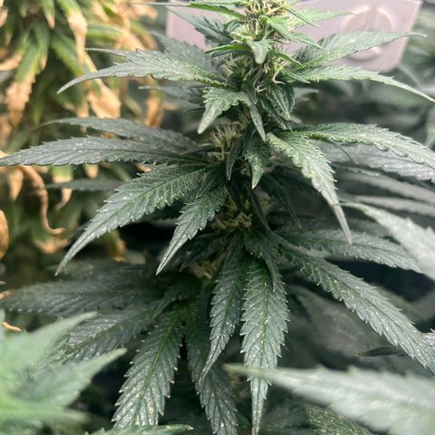 Blueberry OG growlog timeline photo