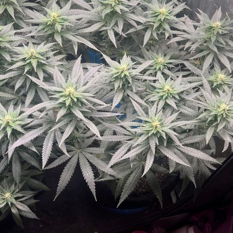 Colombiana growlog timeline photo