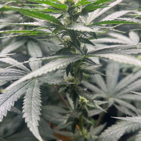 Colombiana growlog timeline photo