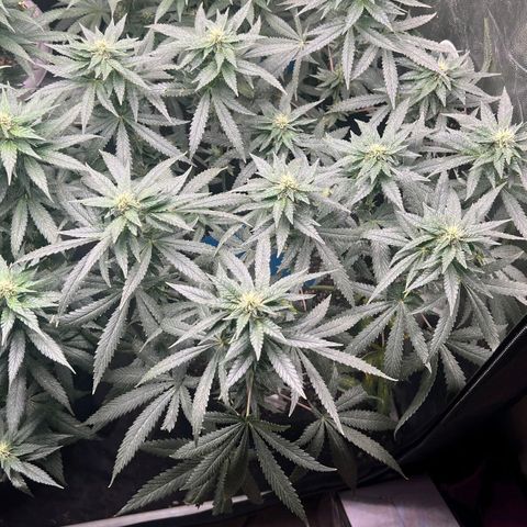 Colombiana growlog timeline photo