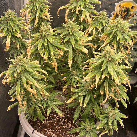 Zkittlez auto #2 growlog timeline photo