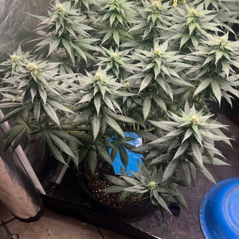 Blueberry OG growlog timeline photo