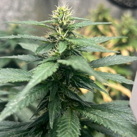 Blueberry OG growlog timeline photo