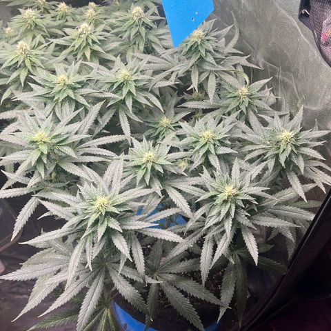Colombiana growlog timeline photo