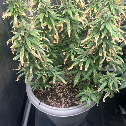 Zkittlez auto #2 growlog timeline photo