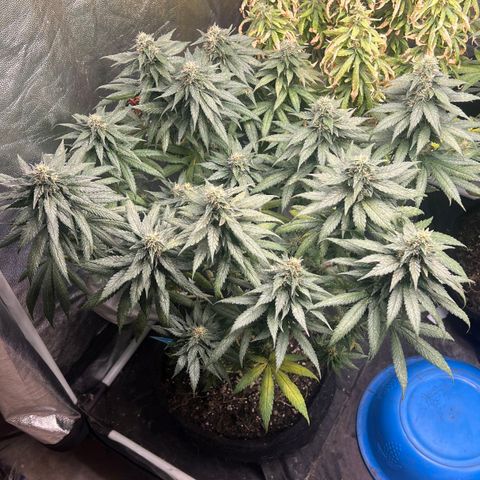 Blueberry OG growlog timeline photo