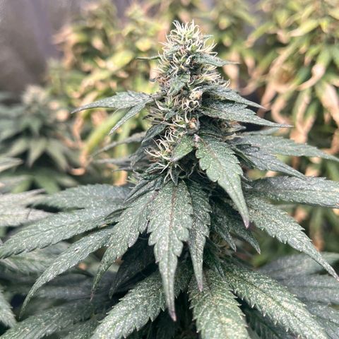 Blueberry OG growlog timeline photo