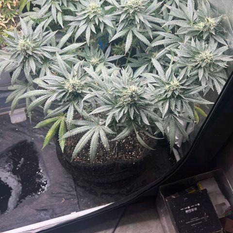 Colombiana growlog timeline photo