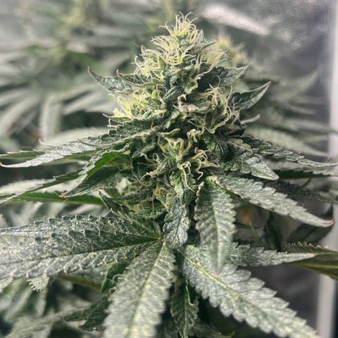 Colombiana growlog timeline photo