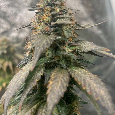 Blueberry OG growlog timeline photo