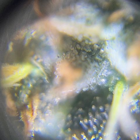 Blueberry OG growlog timeline photo