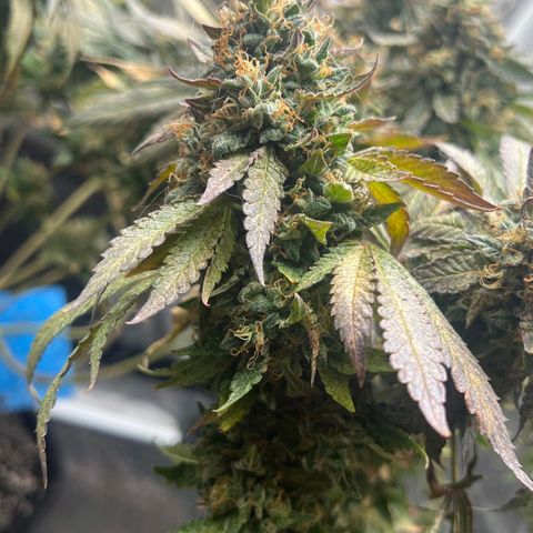 Colombiana growlog timeline photo