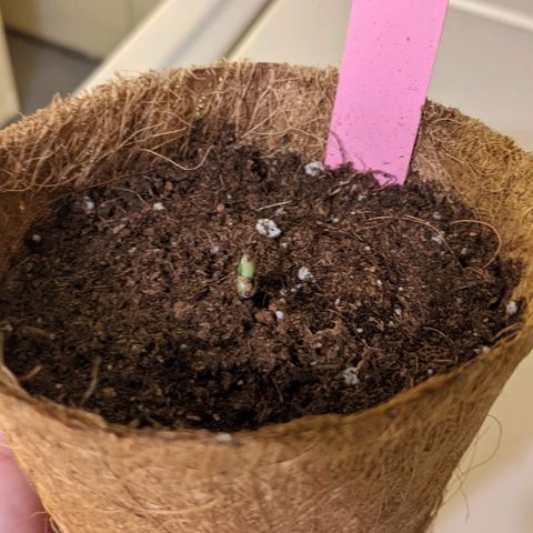 TD1 growlog timeline photo