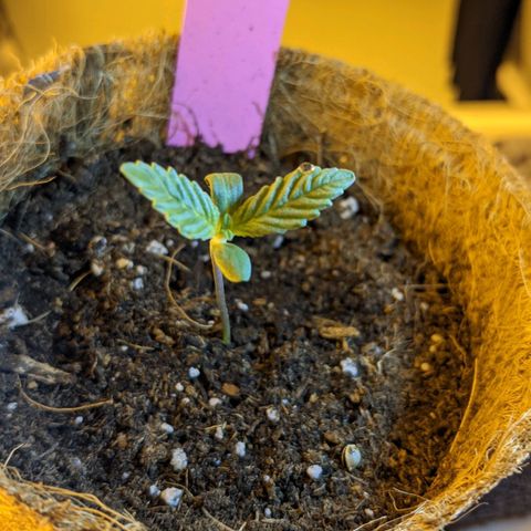 TD1 growlog timeline photo