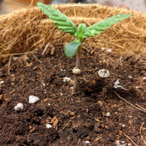 TD3 growlog timeline photo