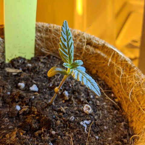 TD3 growlog timeline photo