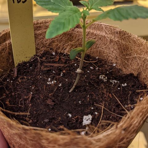 TD3 growlog timeline photo