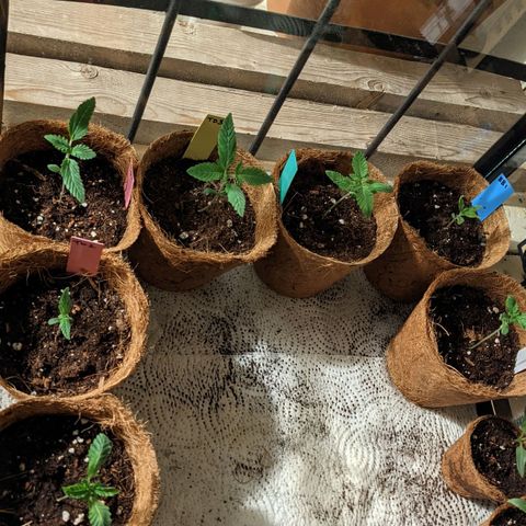 TD1 growlog photo: Home, with a few peppers