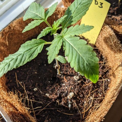 TD3 growlog timeline photo