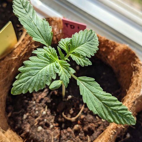 TD1 growlog photo: Second tallest after t3