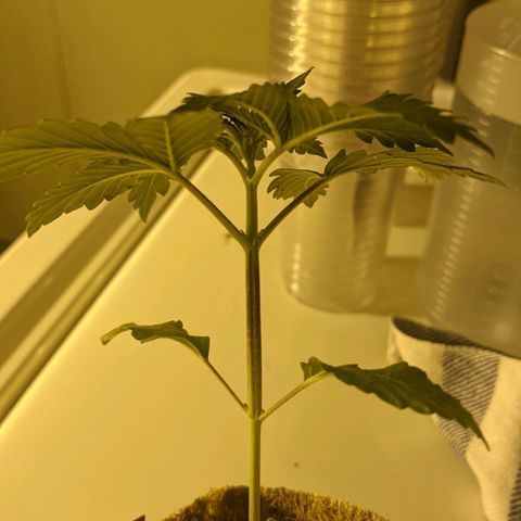 TD1 growlog photo: Pretty leggy