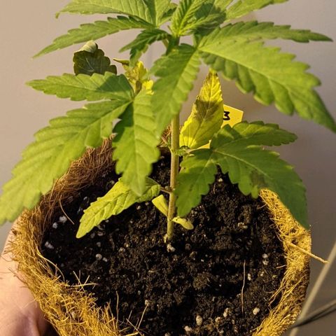 TD3 growlog photo: Recovering for heat stress 