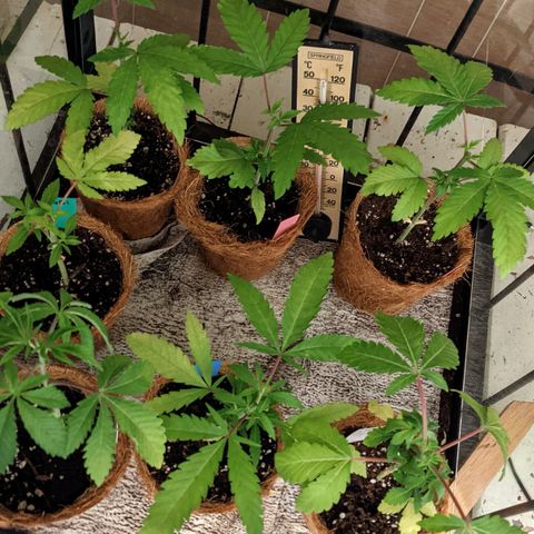 TD1 growlog photo: Looking pretty ragged after topping