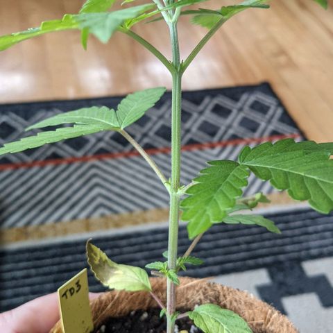 TD3 growlog timeline photo