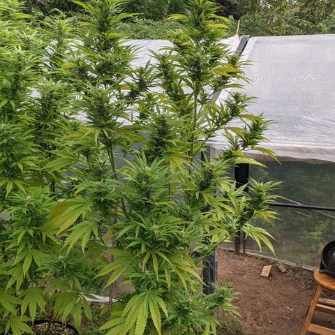 TD1 growlog photo: Thinning out. Some mold showing up
