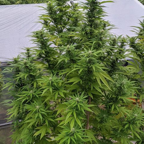 TD3 growlog timeline photo