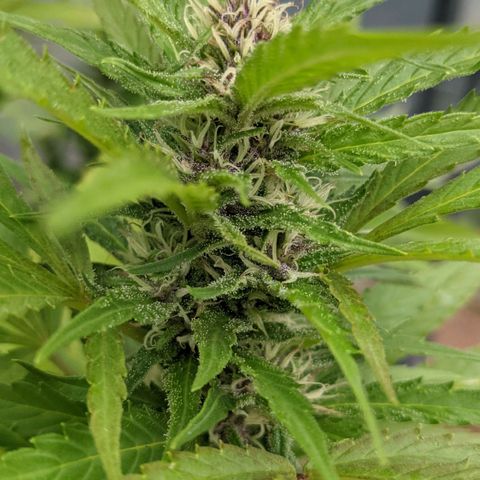 TD3 growlog timeline photo