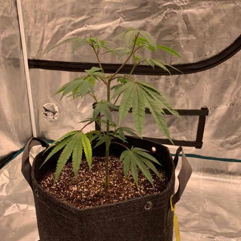 Gas Nana growlog timeline photo