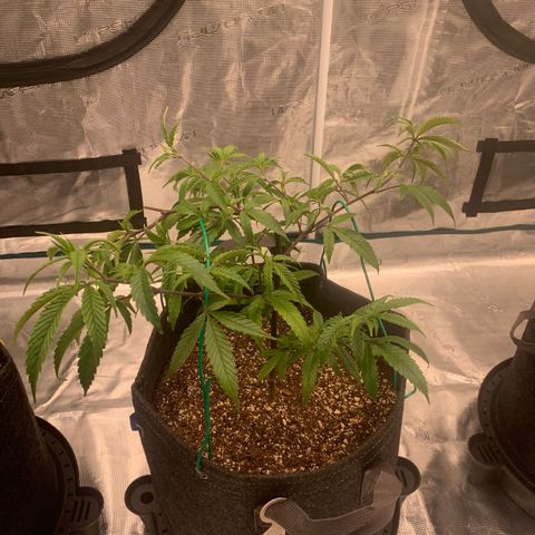 Blueberry Cupcake Gelonade growlog photo: LST
