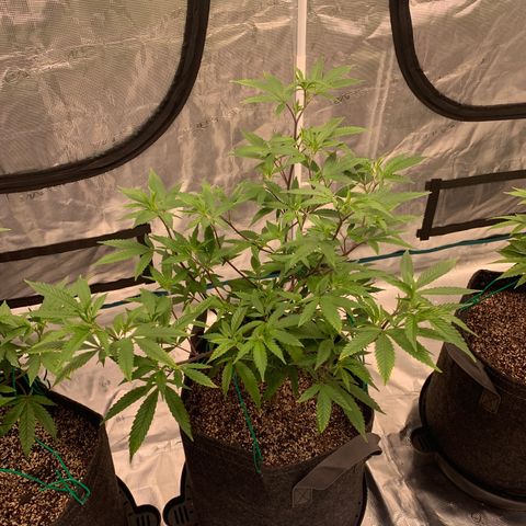 Blueberry Cupcake Gelonade growlog timeline photo