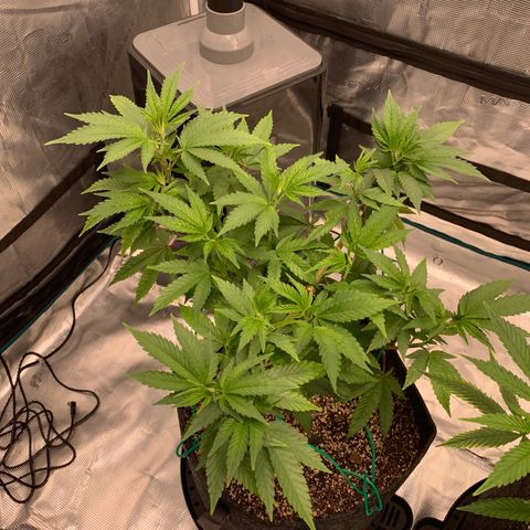 Gas Nana growlog timeline photo
