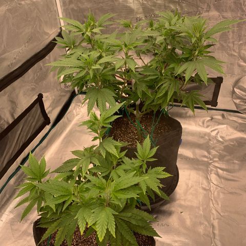 Gas Nana growlog timeline photo