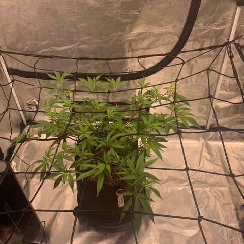 Blueberry Cupcake Gelonade growlog timeline photo