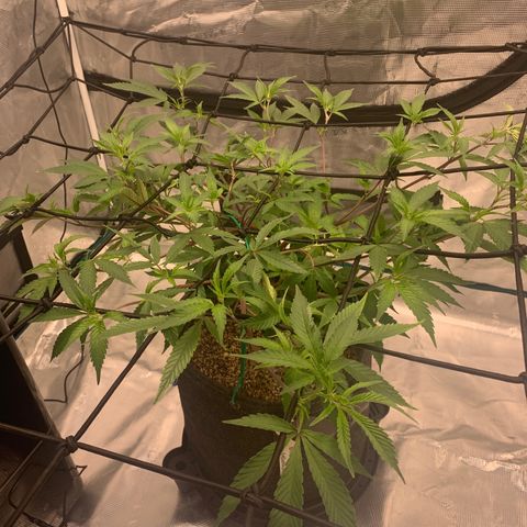 Blueberry Cupcake Gelonade growlog timeline photo